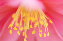 花糸