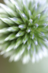 花火