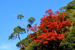 2013紅葉７