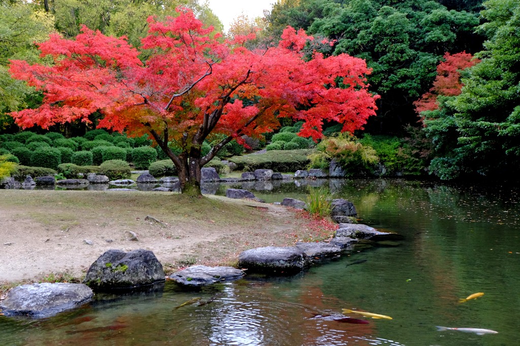 2013紅葉２