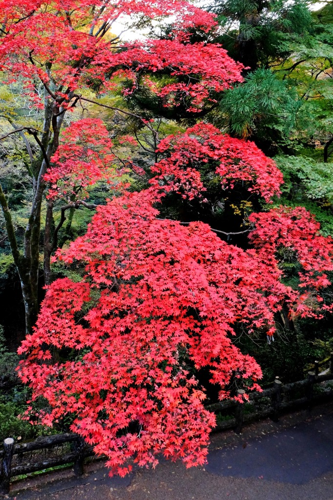 2013紅葉３
