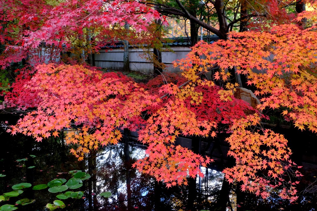 2013紅葉５