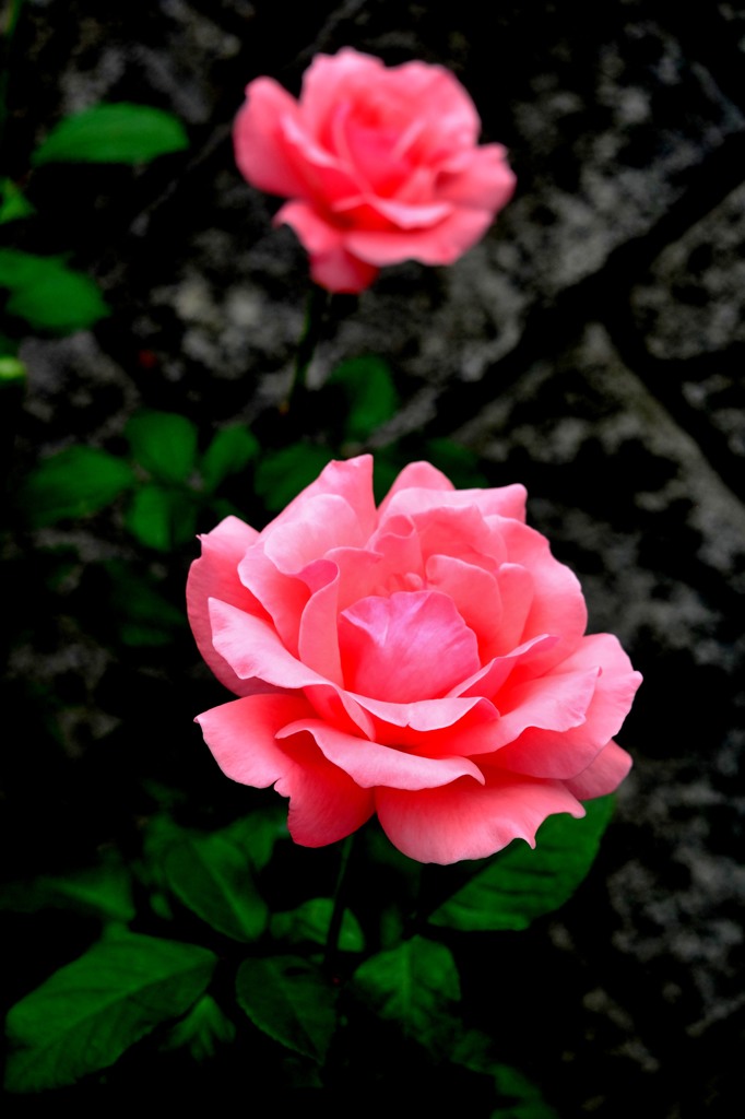 薔薇