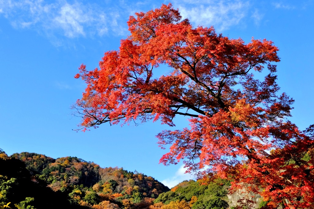 2013紅葉８
