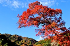 2013紅葉８