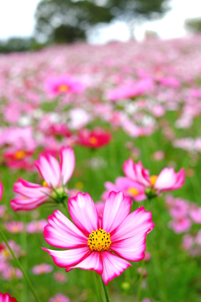 秋桜２