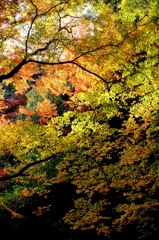 2013紅葉９