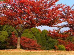 公園