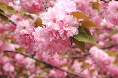 '14八重桜