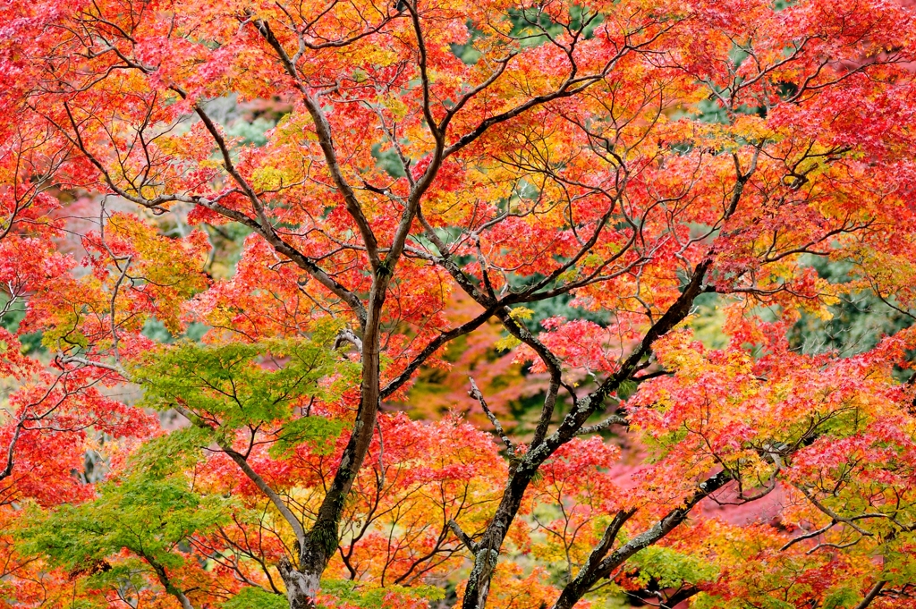 箕面紅葉