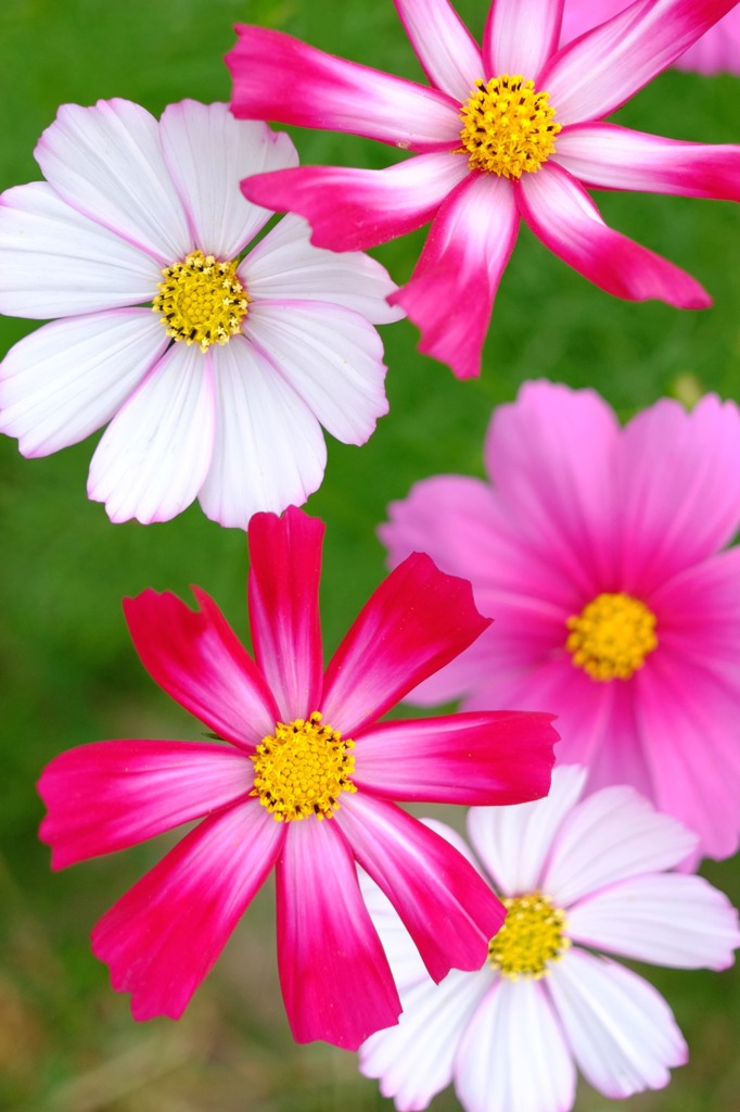 秋桜