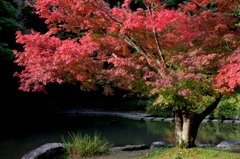 2013紅葉