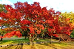 2013紅葉４