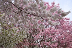 選り取り桜