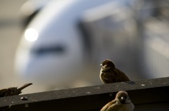 僕も遠くへ飛びたいな
