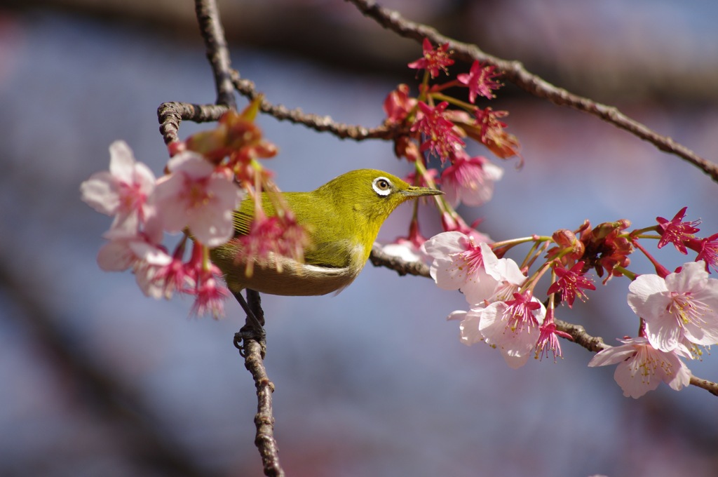 メジロの春