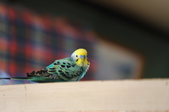 我が家の末っ子