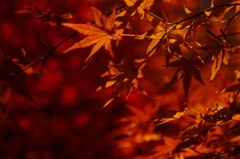 平林寺の秋模様