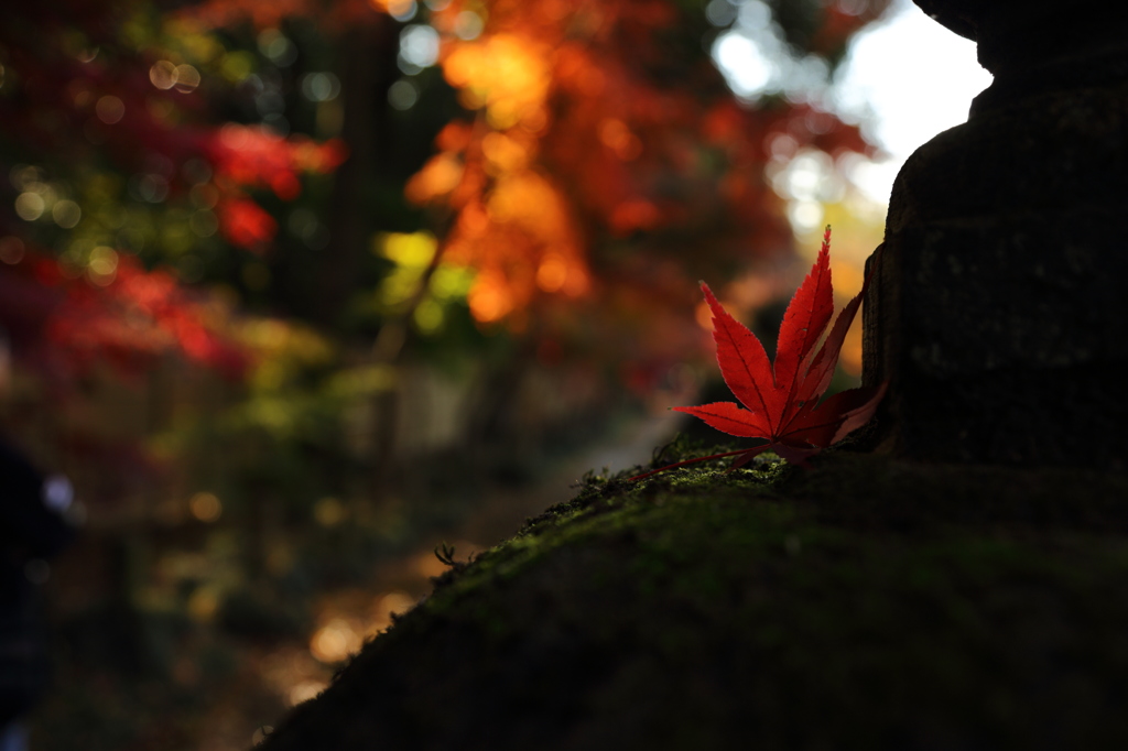 autumn to winter