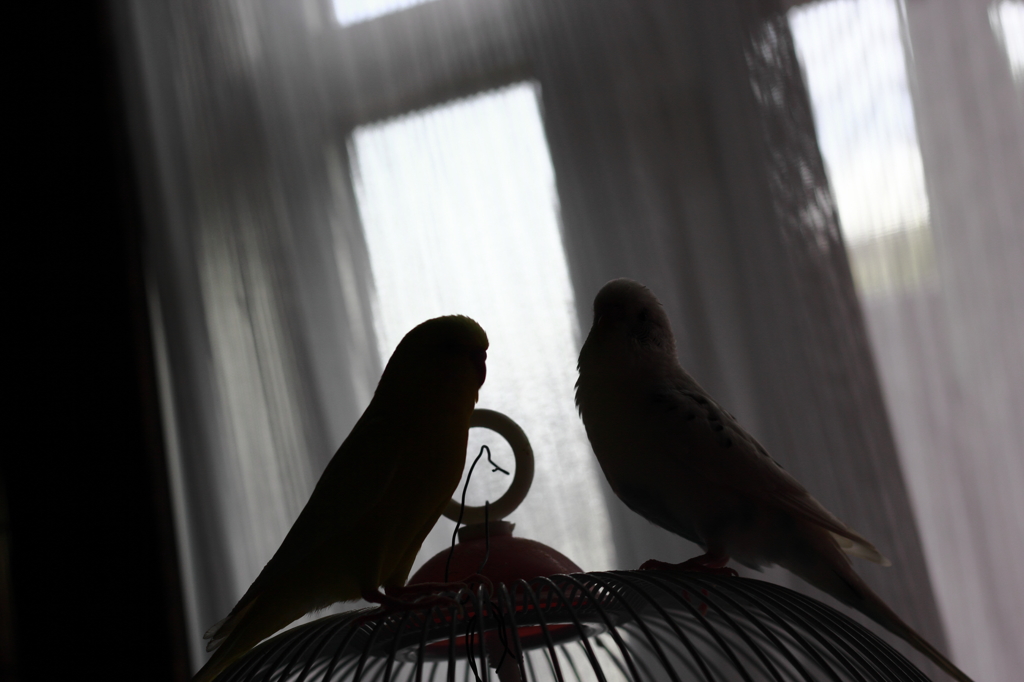 Bird Silhouette