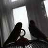 Bird Silhouette