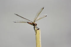 Dragon Fly