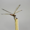Dragon Fly