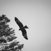 spread wings 