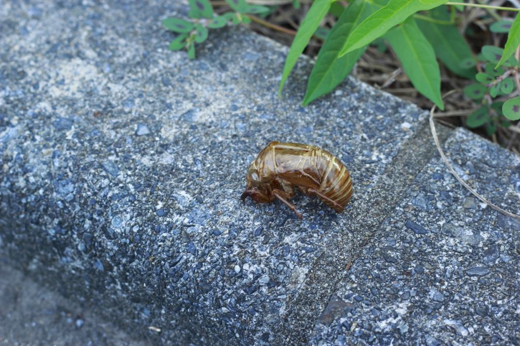 ぼくの秘密基地