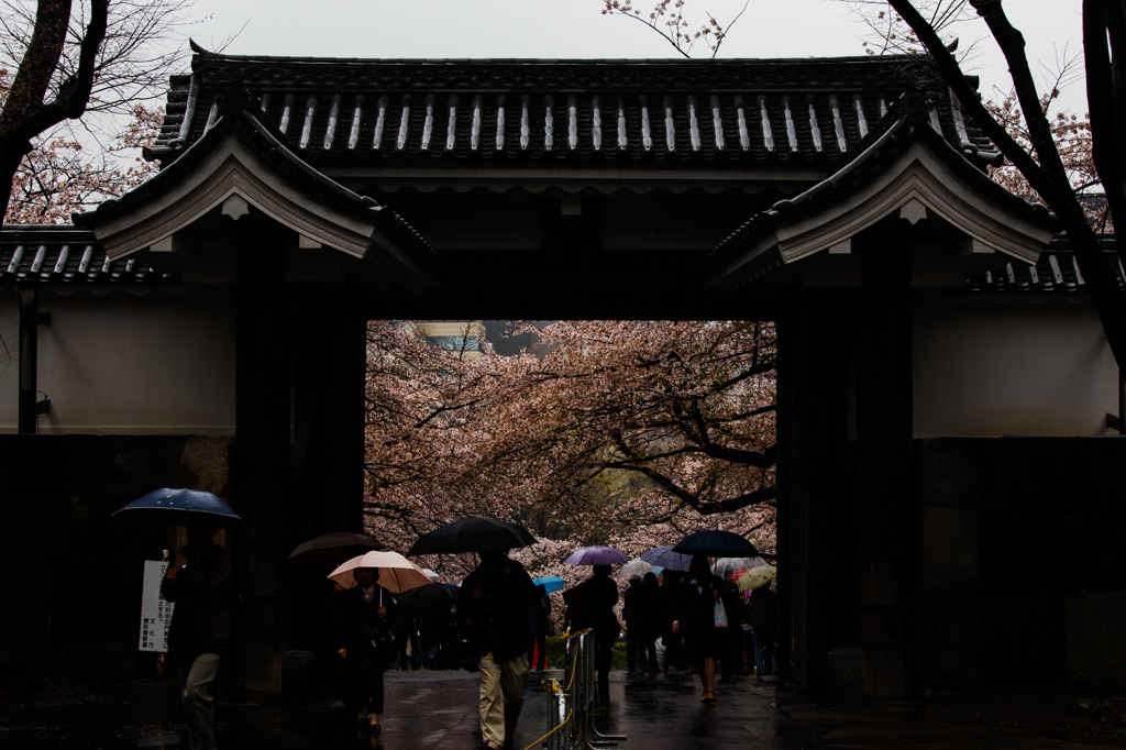 雨・桜・門