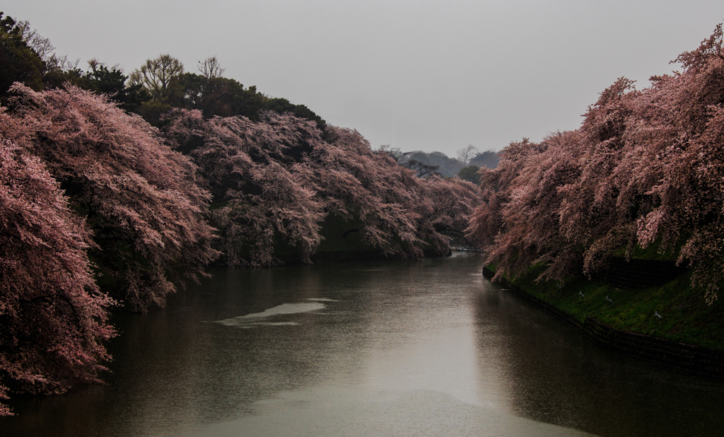 Rain of cherry blossom
