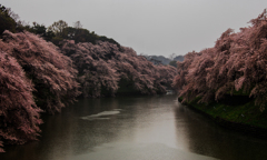 Rain of cherry blossom