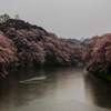 Rain of cherry blossom