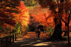 平林寺の秋
