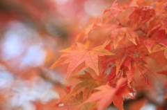 真っ赤な紅葉