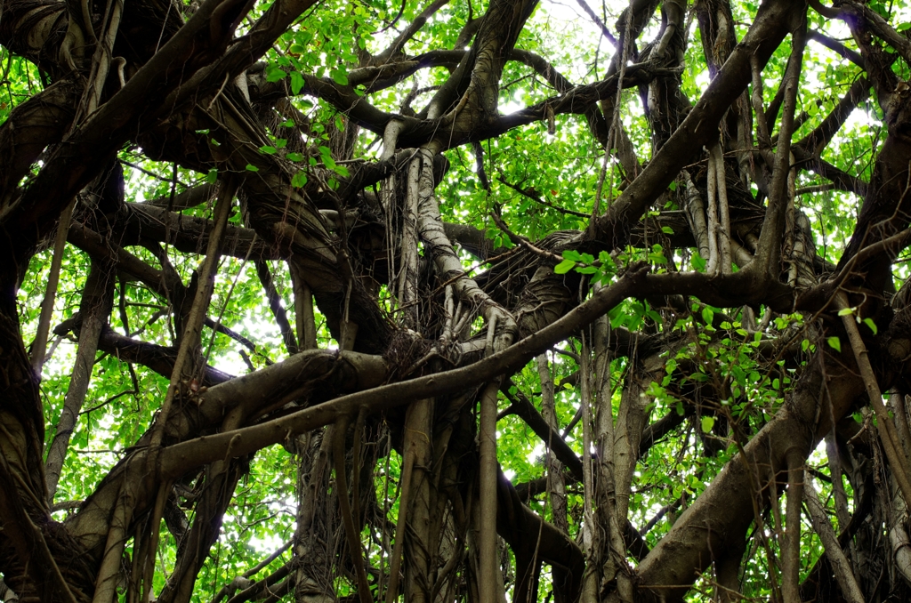 trees.