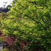 墓園にて。