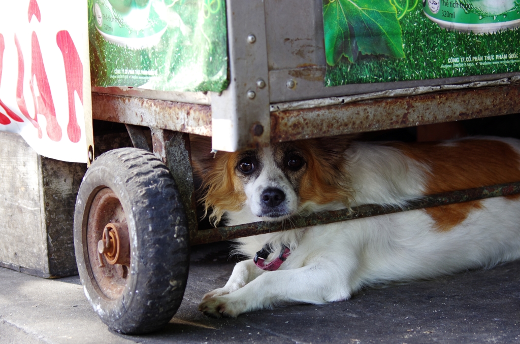 犬。