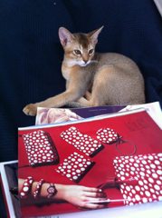 我が家の猫　ピッポ君