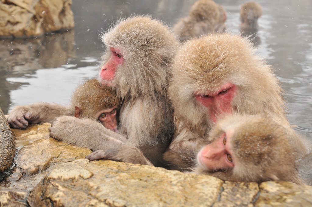 snowmonkey
