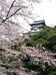 花の犬山城１