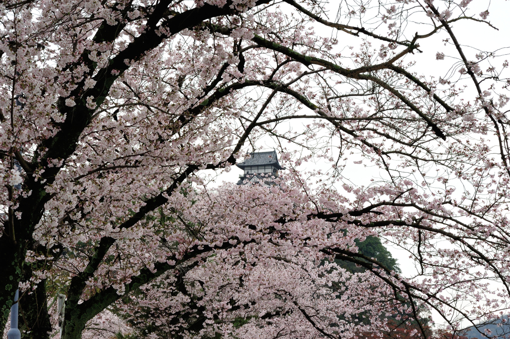 花の犬山城２