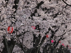 桜まつりの日に