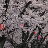 桜まつりの日に