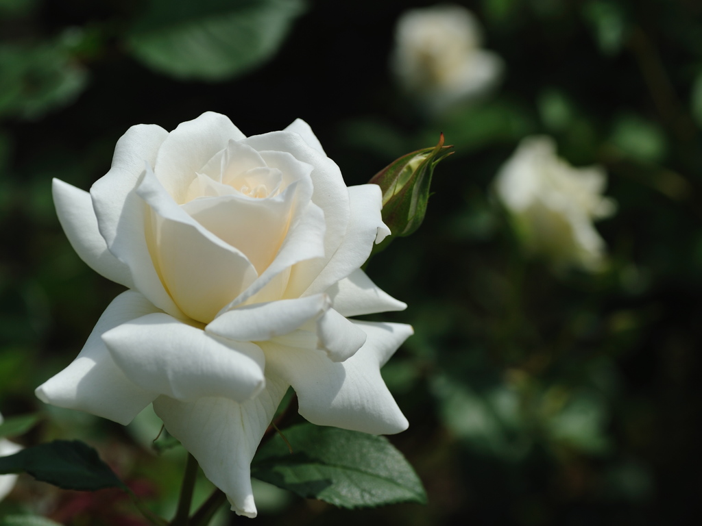 白い薔薇