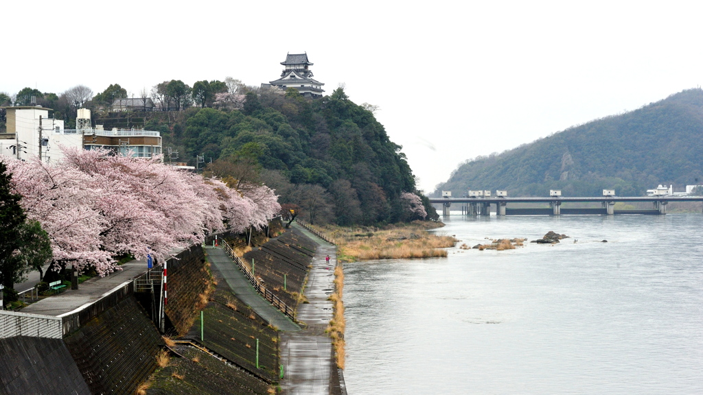 花の犬山城５