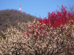 紅と白の競演
