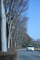 冬の並木道