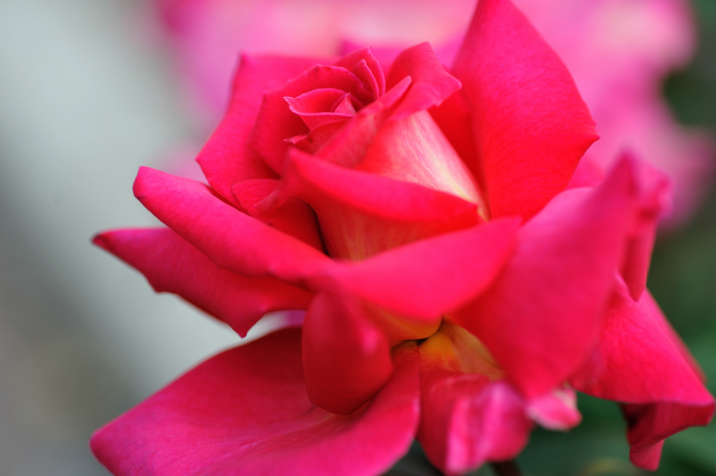 妖艶なピンクのバラ