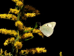 モンキチョウ 最後の晩餐？